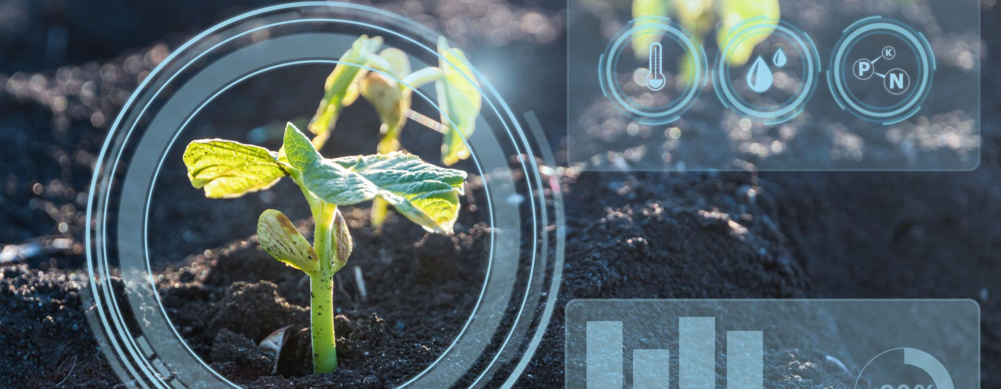 Close-up of irrigation lines watering a vegetable field