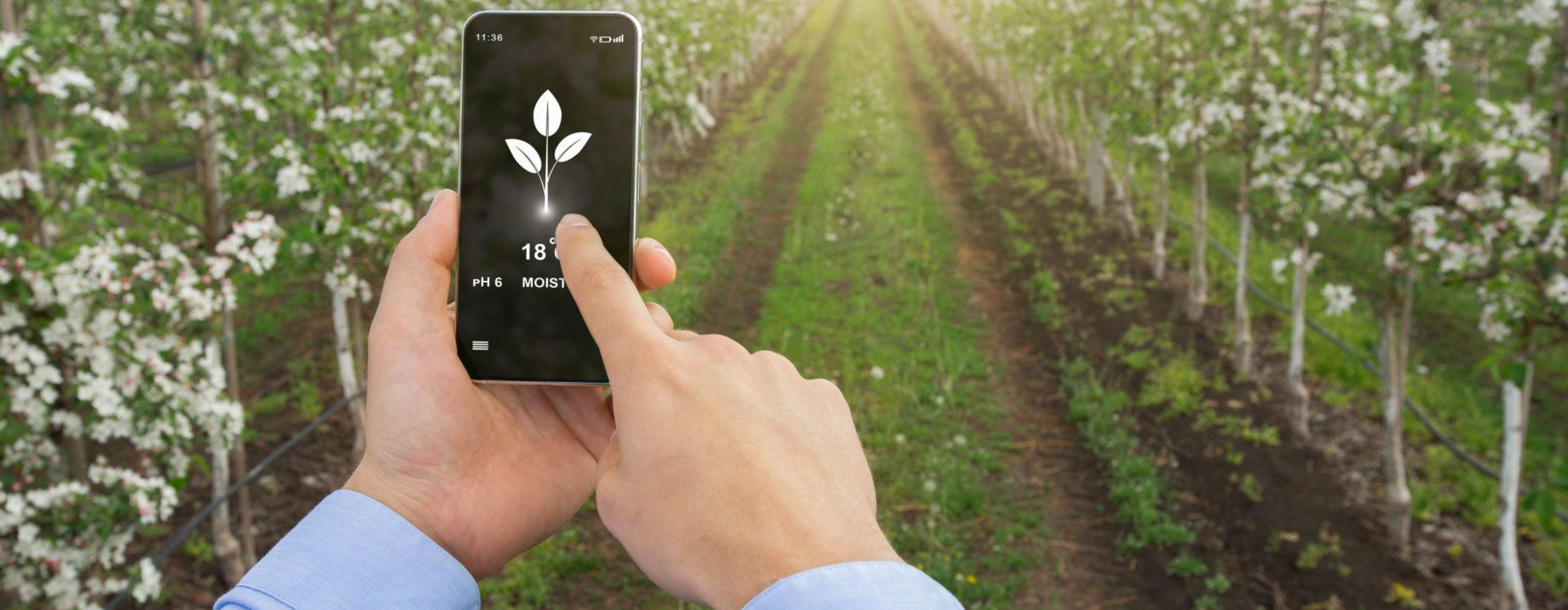 Farmer inspecting a tablet beside healthy crop rows